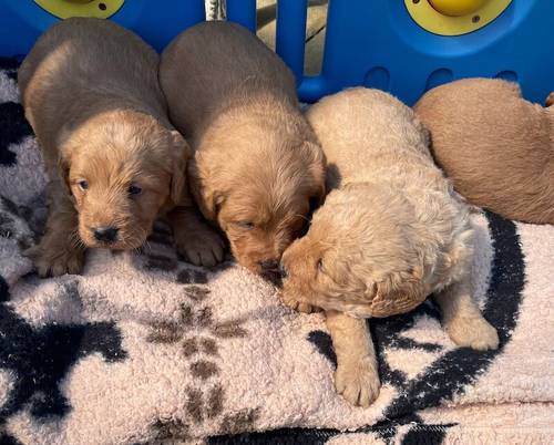 Beautiful labradoodles for sale in Wraysbury, Berkshire - Image 10