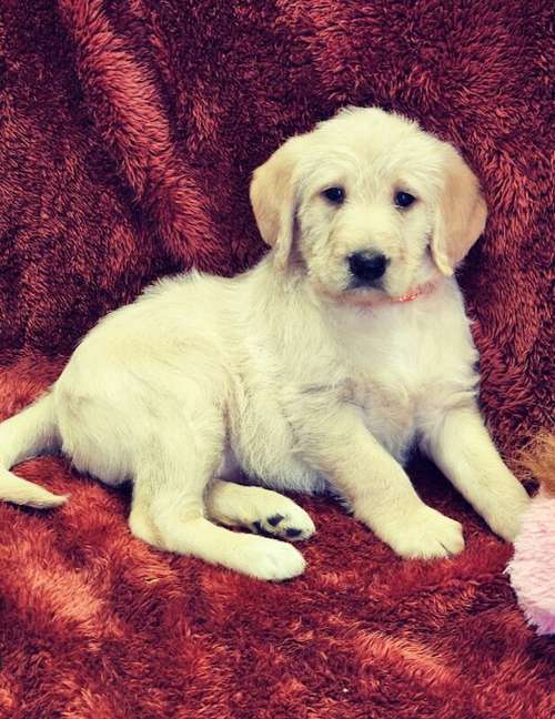 ☆☆Beautiful Labradoodles Ready Now! ☆☆ for sale in Faringdon, Oxfordshire