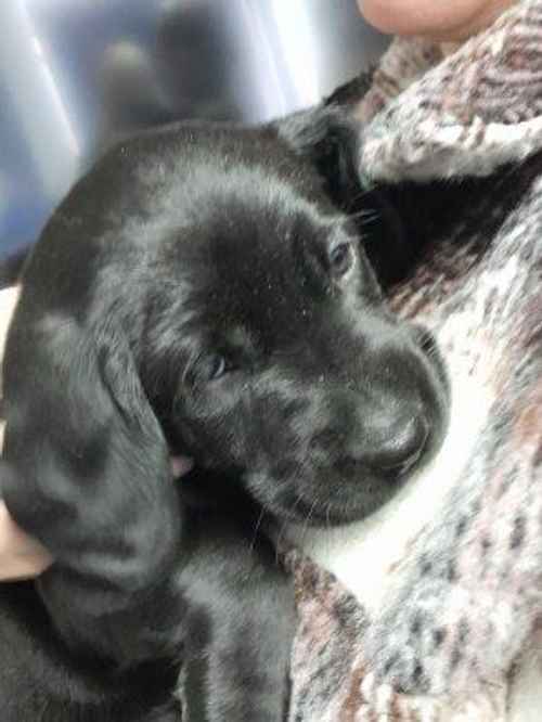 Beautiful Labrador cross cockapoo puppies for sale in West Malling, Kent