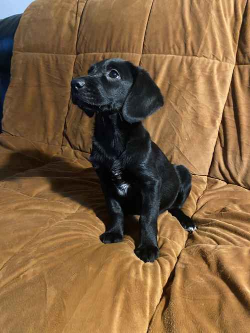 Beautiful Labrador cross cockapoo puppies for sale in West Malling, Kent