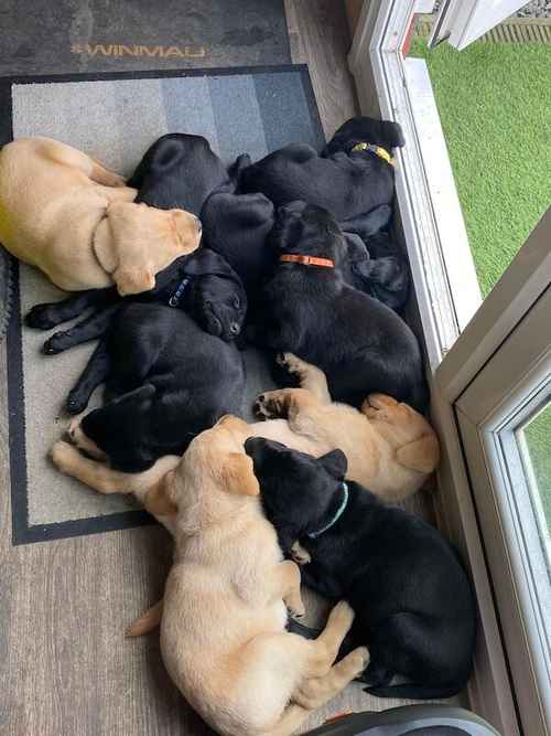 Beautiful Labrador puppies £650 for sale in Peterlee, County Durham