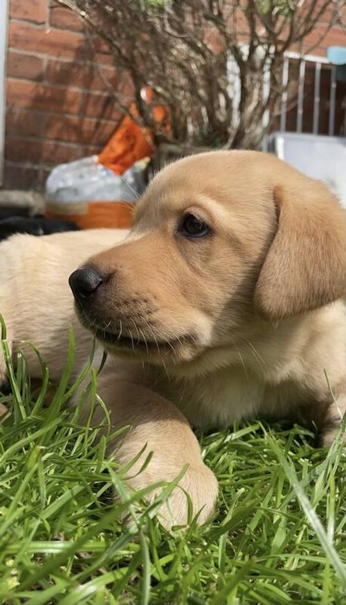 Beautiful Labrador puppies for sale in Peterlee, County Durham - Image 13
