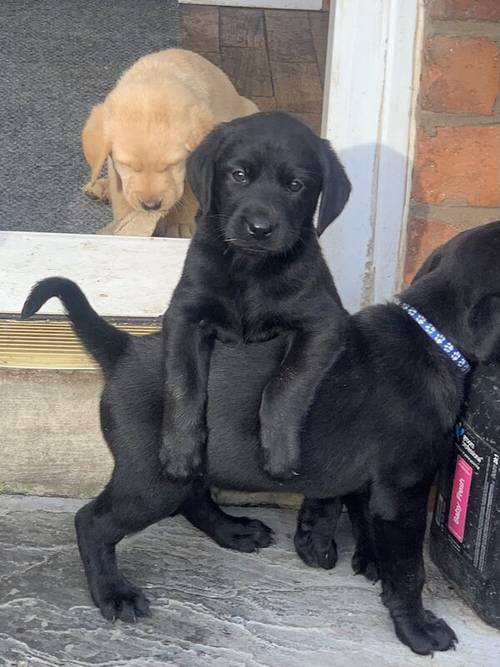 Beautiful Labrador puppies for sale in Peterlee, County Durham - Image 14