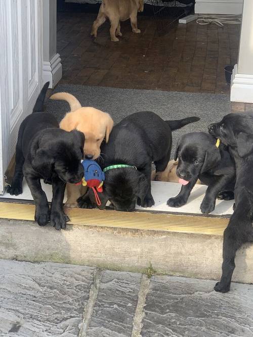 Beautiful Labrador puppies for sale in Peterlee, County Durham - Image 15