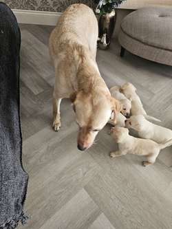 Beautiful Male Labrador for sale in Irvine, North Ayrshire | Image 2