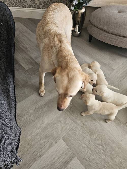 Beautiful Labrador Puppies for sale in Irvine, North Ayrshire - Image 11