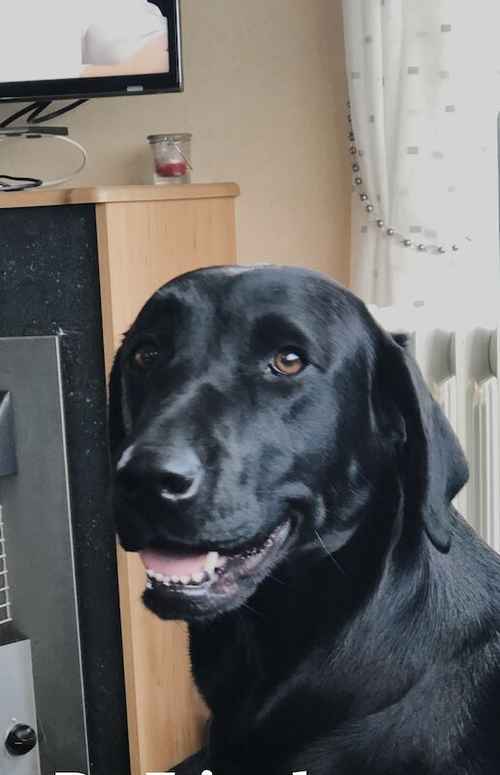 Beautiful Labrador puppies £650 for sale in Peterlee, County Durham