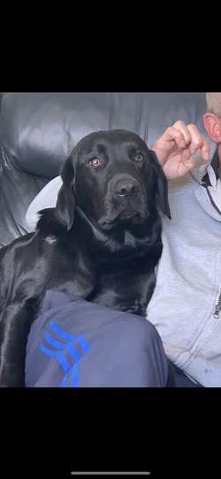 Beautiful Labrador puppies for sale in Peterlee, County Durham | Image 3