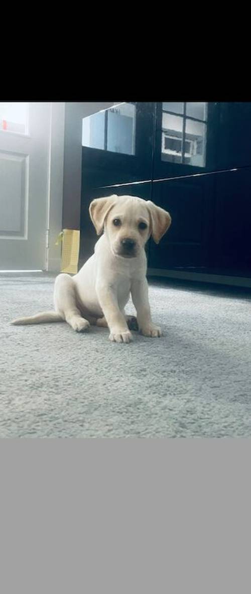 Beautiful Labrador Puppies for sale in Irvine, North Ayrshire - Image 1
