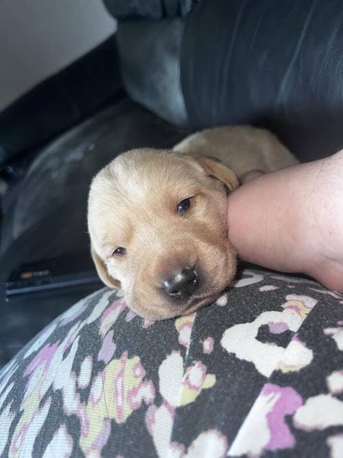 Beautiful Labrador puppies for sale in Peterlee, County Durham - Image 5