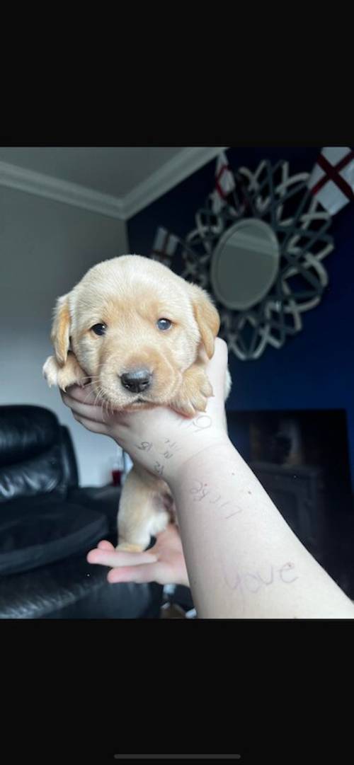 Beautiful Labrador puppies for sale in Peterlee, County Durham - Image 7