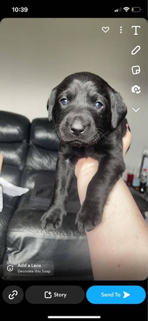 Beautiful Labrador puppies for sale in Peterlee, County Durham - Image 6