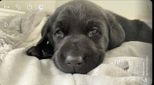 Beautiful Labrador puppies for sale in Peterlee, County Durham - Image 8