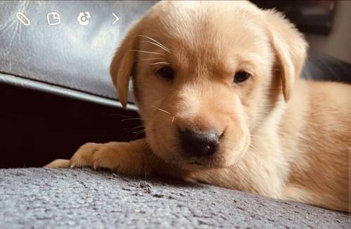 Beautiful Labrador puppies for sale in Peterlee, County Durham - Image 9