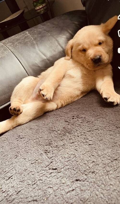 Beautiful Labrador puppies for sale in Peterlee, County Durham - Image 10