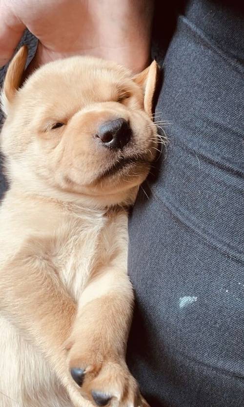 Beautiful Labrador puppies for sale in Peterlee, County Durham - Image 11