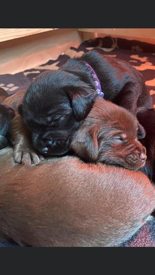 Beautiful labrador puppies for sale in Sherborne, Dorset - Image 1