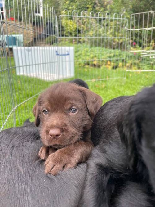 Beautiful labrador puppies for sale in Sherborne, Dorset - Image 3