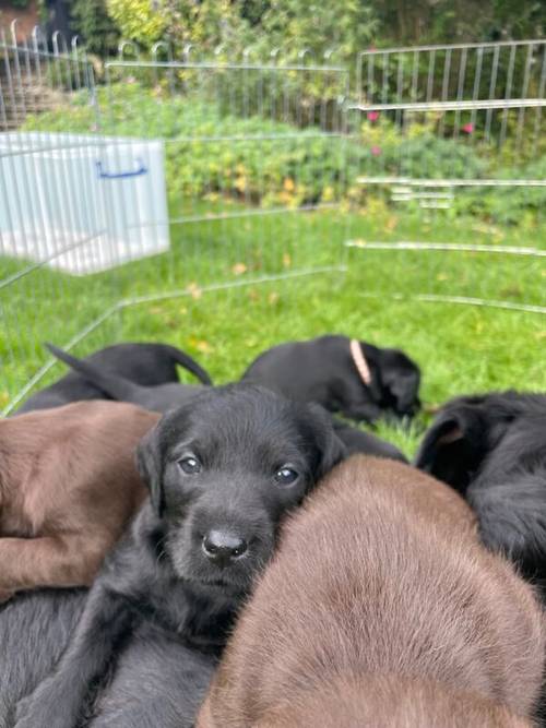 Beautiful labrador puppies for sale in Sherborne, Dorset - Image 4