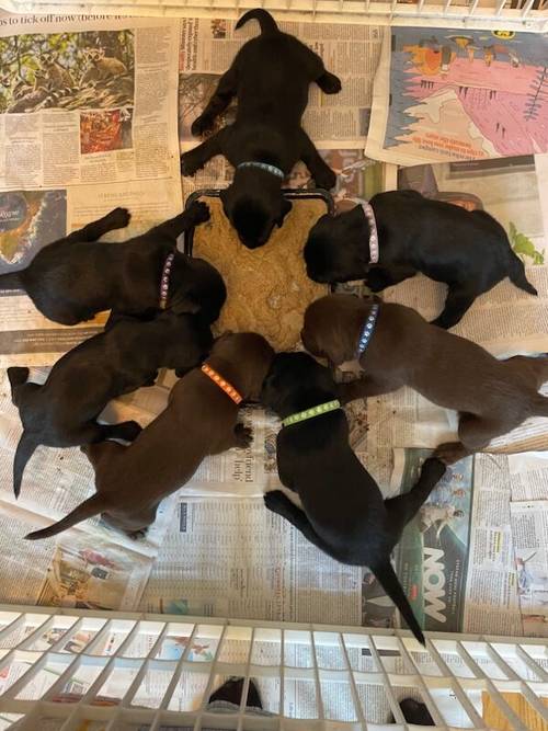 Beautiful labrador puppies for sale in Sherborne, Dorset - Image 5