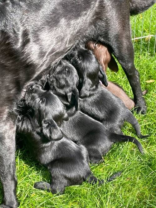 Beautiful labrador puppies for sale in Sherborne, Dorset - Image 6