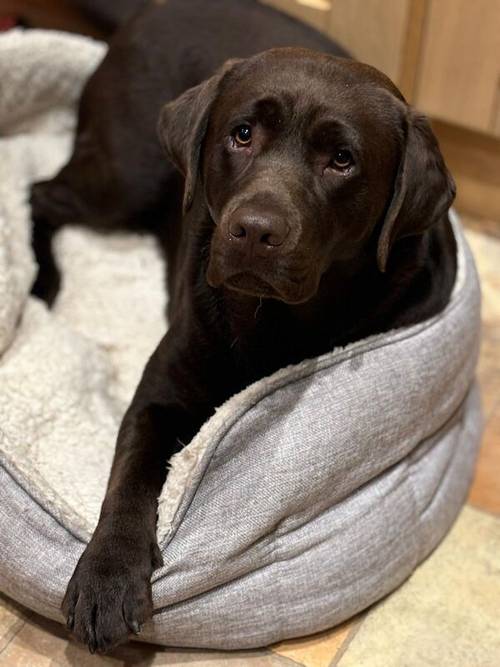 Beautiful labrador puppies for sale in Sherborne, Dorset - Image 9