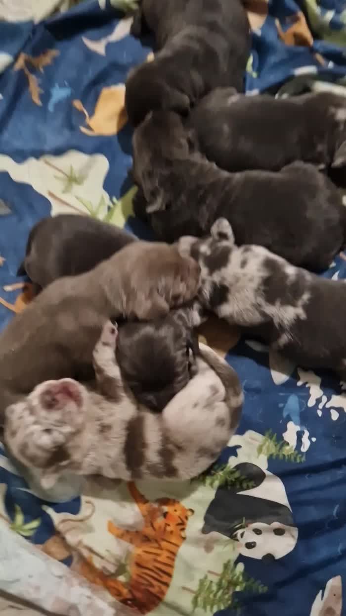 Labrador Retriever puppies for sale in Walsall, West Midlands – 2 weeks old