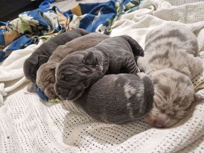 Labrador Retriever puppies for sale in Walsall, West Midlands – 2 weeks old