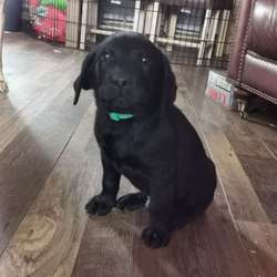 Beautiful labrador puppies boys for sale in Ormesby, North Yorkshire | Image 3