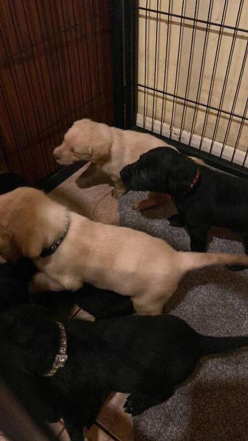 Beautiful Labrador puppies for sale in Downham Market, Norfolk