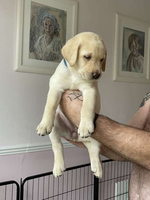 beautiful Labrador puppies for sale in Tettenhall, West Midlands
