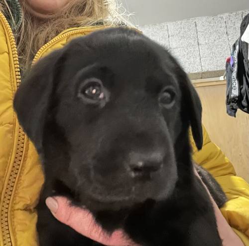 Beautiful Labrador puppies for sale in Llanymynech, Powys - Image 2