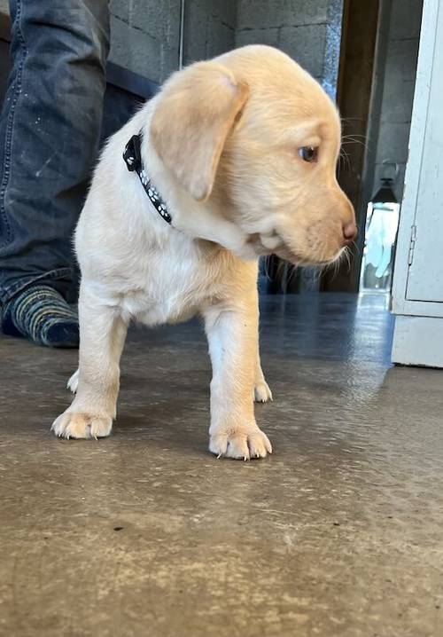 Beautiful Labrador puppies for sale in Llanymynech, Powys - Image 7