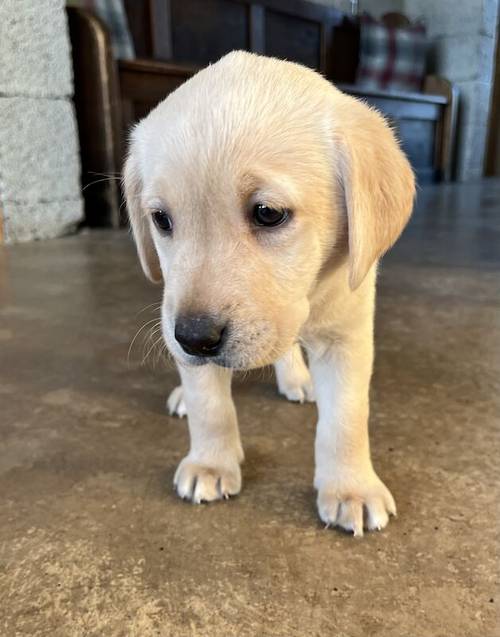 Beautiful Labrador puppies for sale in Llanymynech, Powys - Image 8