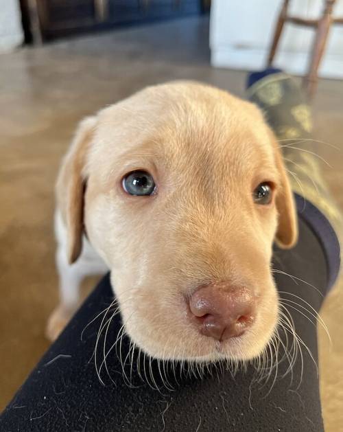 Beautiful Labrador puppies for sale in Llanymynech, Powys - Image 1