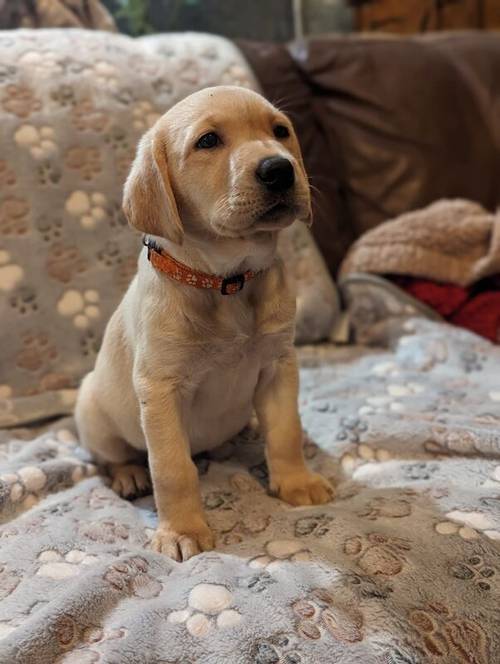 Beautiful Labrador puppies for sale in Llanymynech, Powys - Image 10