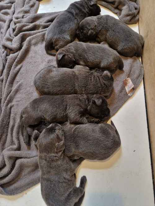 Beautiful labrador puppies kc registered show champ bloodline for sale in West Bromwich, West Midlands