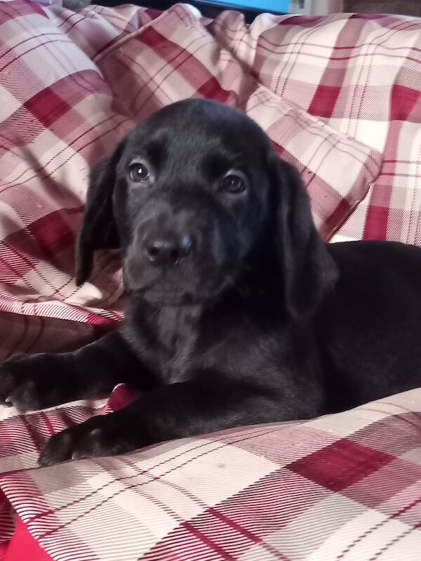 Beautiful, FULLY INNOCULATED female Puppies Ready Now.