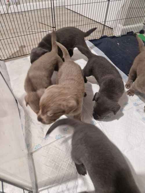 Beautiful labrador puppies x6 for sale in Walsall, West Midlands