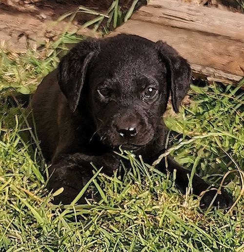 Beautiful labrador puppy boy for sale in Ormesby, North Yorkshire