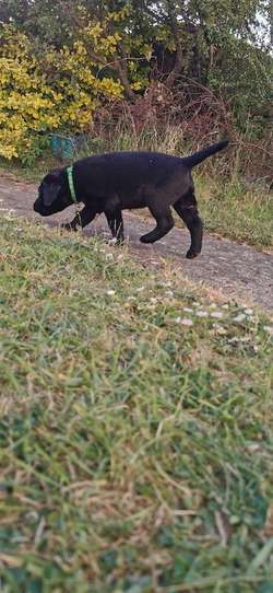 Beautiful labrador puppies boys for sale in Ormesby, North Yorkshire | Image 2