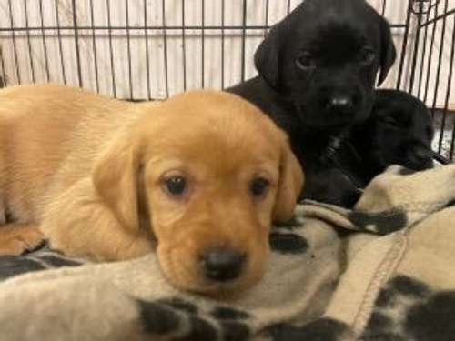 Beautiful Labrador Pups - need to be seen! for sale in East Lothian