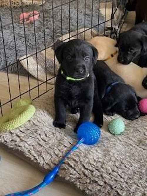 Beautiful Labrador Retriever Puppies for sale in Cranage, Cheshire