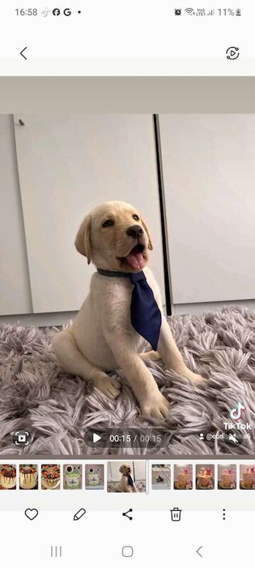 Beautiful labrafor pupies looking for a new home for sale in Bedford, Bedfordshire