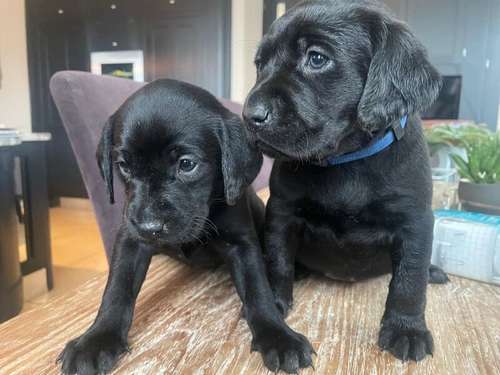 Beautiful Litter Of Black and Ref KC Registered Lab Puppies for sale in Shrewsbury, Shropshire