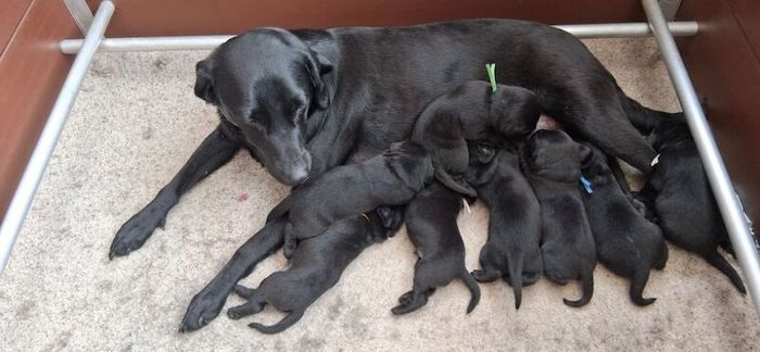 Beautiful Litter of Black Puppies for sale in Evesham Worcestershire