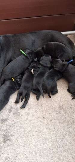 Beautiful Litter of Black Puppies for sale in Evesham Worcestershire | Image 2