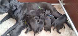 Beautiful Litter of Black Puppies for sale in Evesham Worcestershire | Image 3