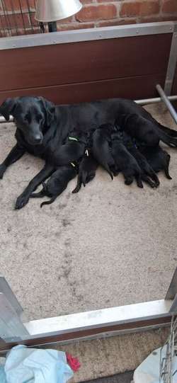 Beautiful Litter of Black Puppies for sale in Evesham Worcestershire | Image 4