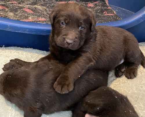 Beautiful litter of chocolate Labrador puppies for sale in King's Lynn, Norfolk